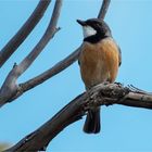 Golden Whistler