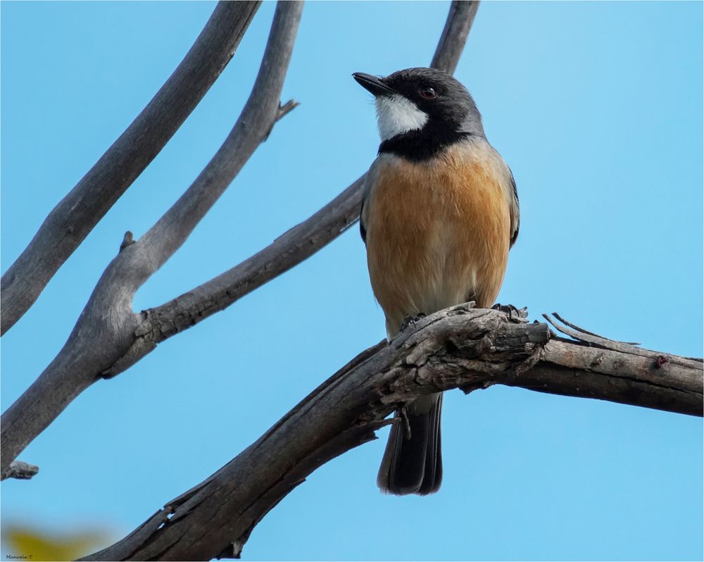 Golden Whistler