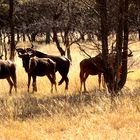 Golden Wildebeest AL