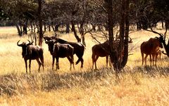 Golden Wildebeest AL