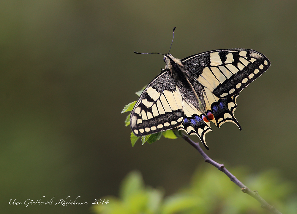 golden Wings