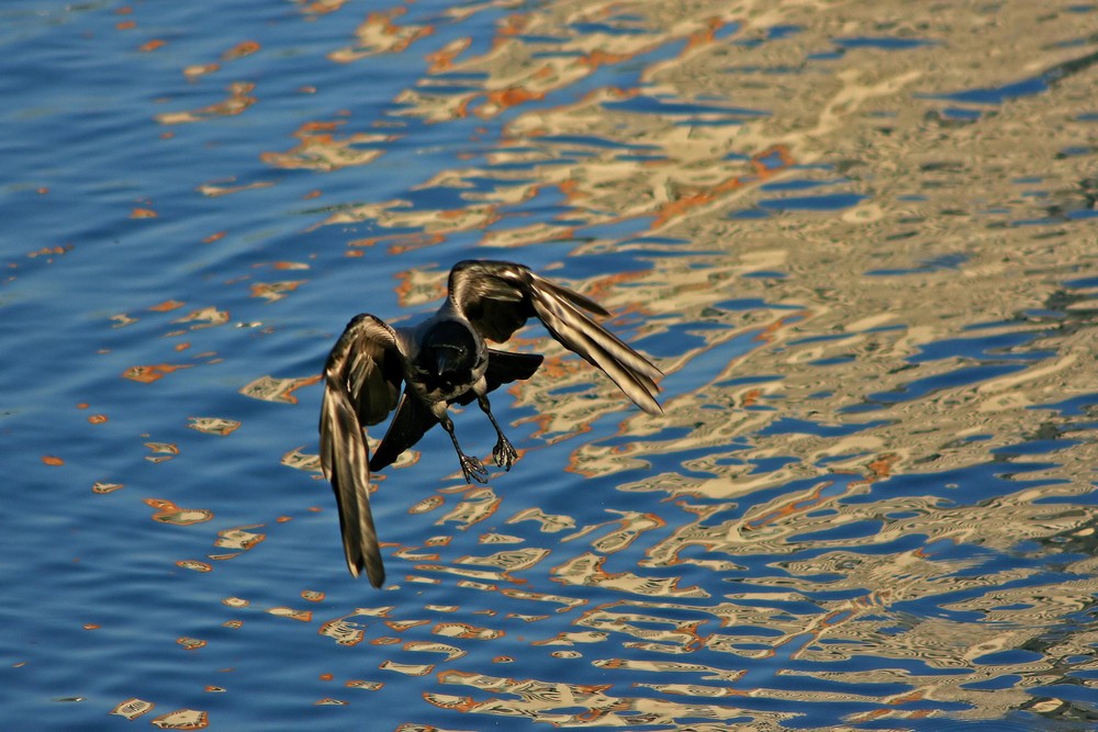 Golden Wings