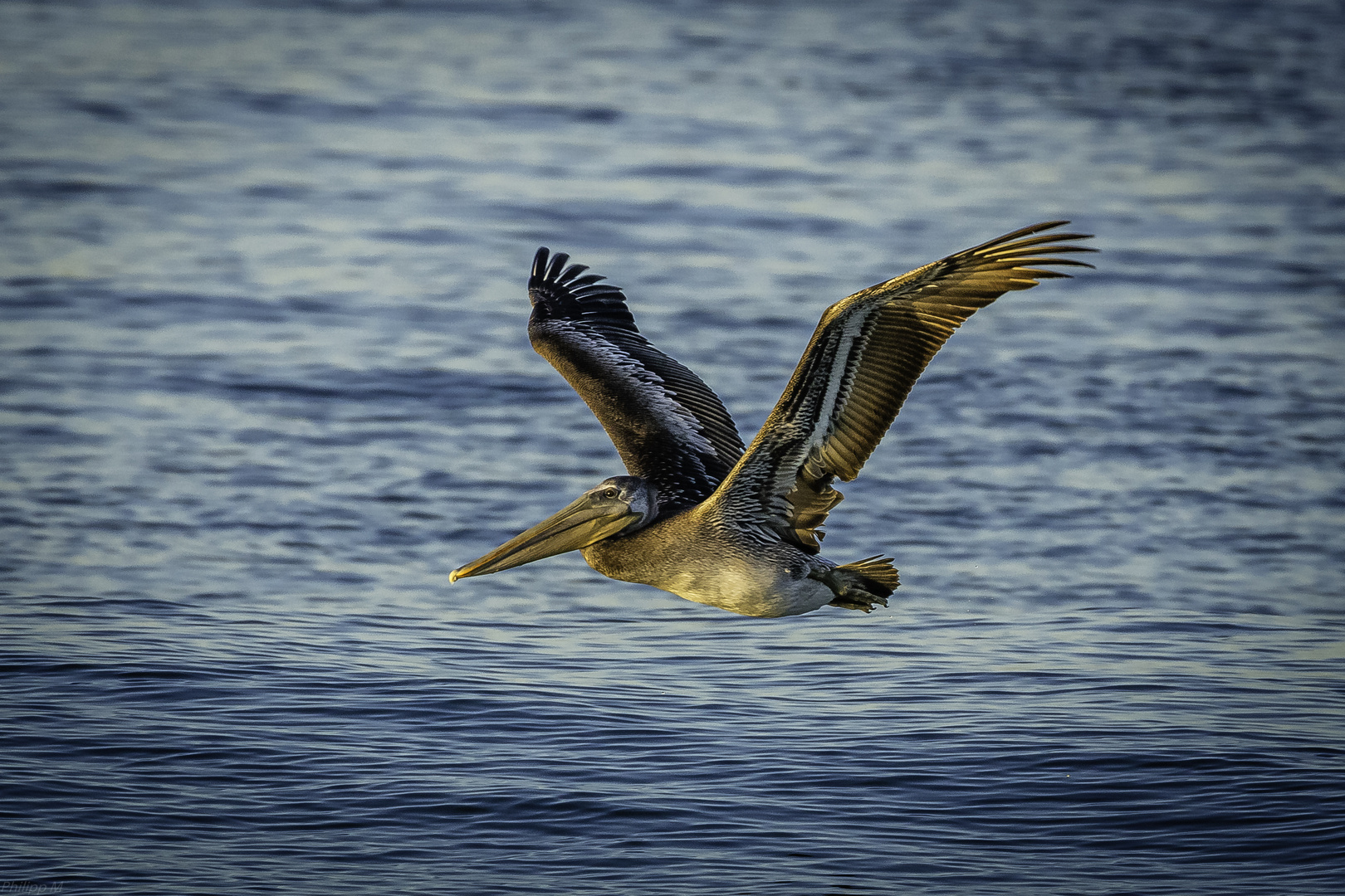 golden wings...