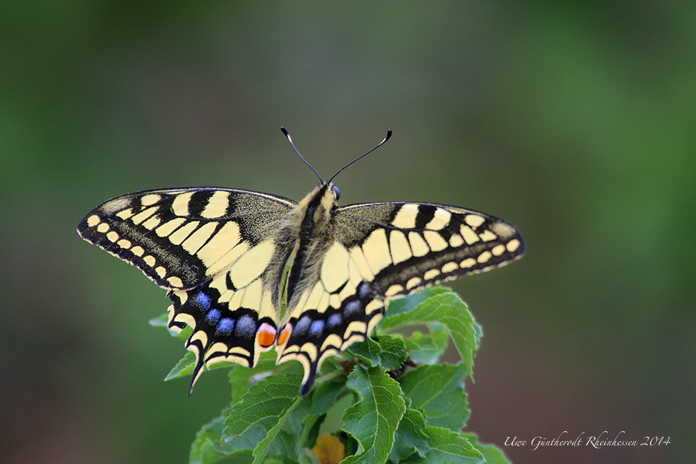 Golden Wings II