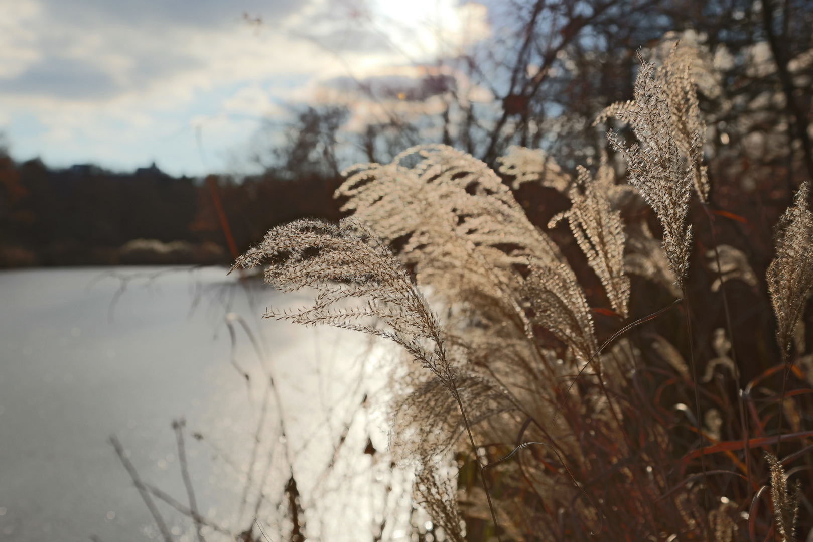 Golden Winter