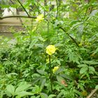 Golden yellow flowers