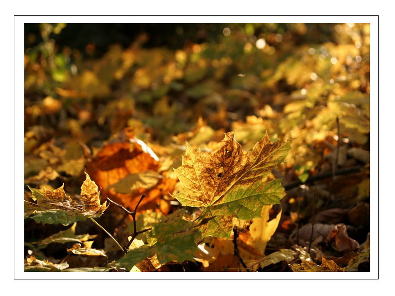 [golden_autumn]