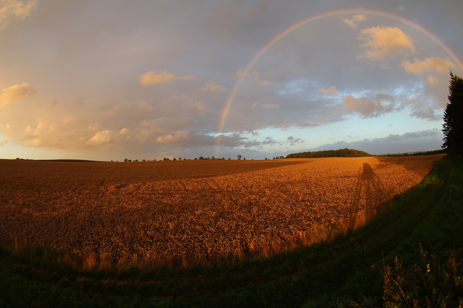 Goldendes Feld