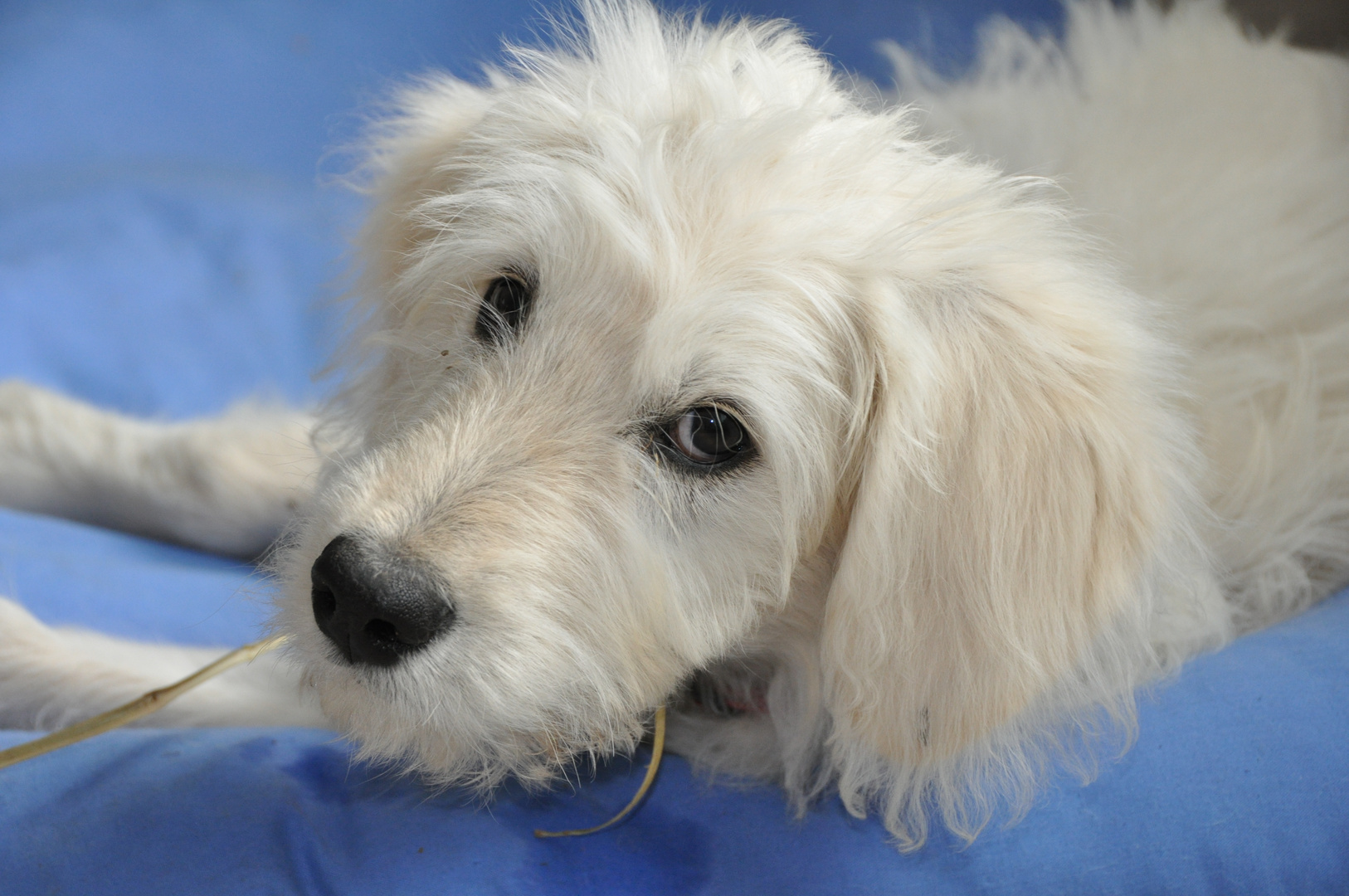 Goldendoodle