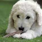 Goldendoodle_ Bild I