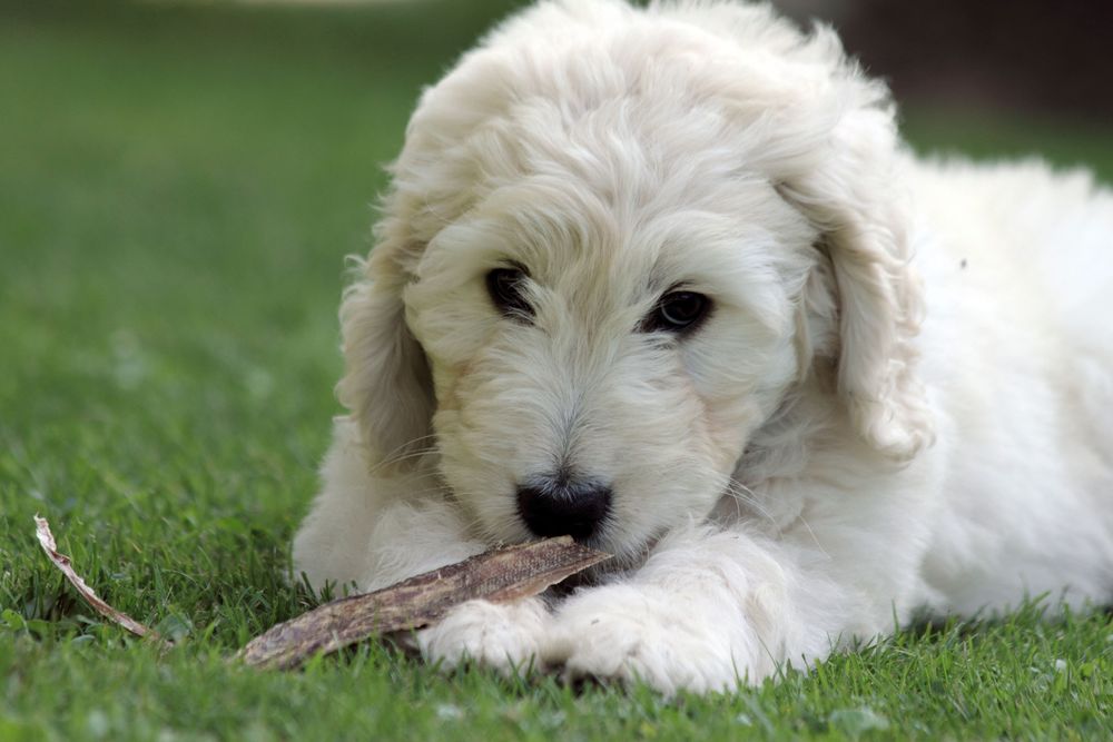 Goldendoodle_ Bild I