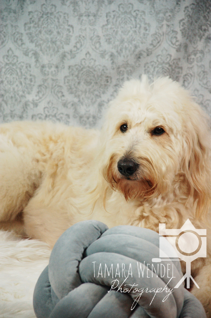 Goldendoodle Finja