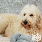 Goldendoodle Finja