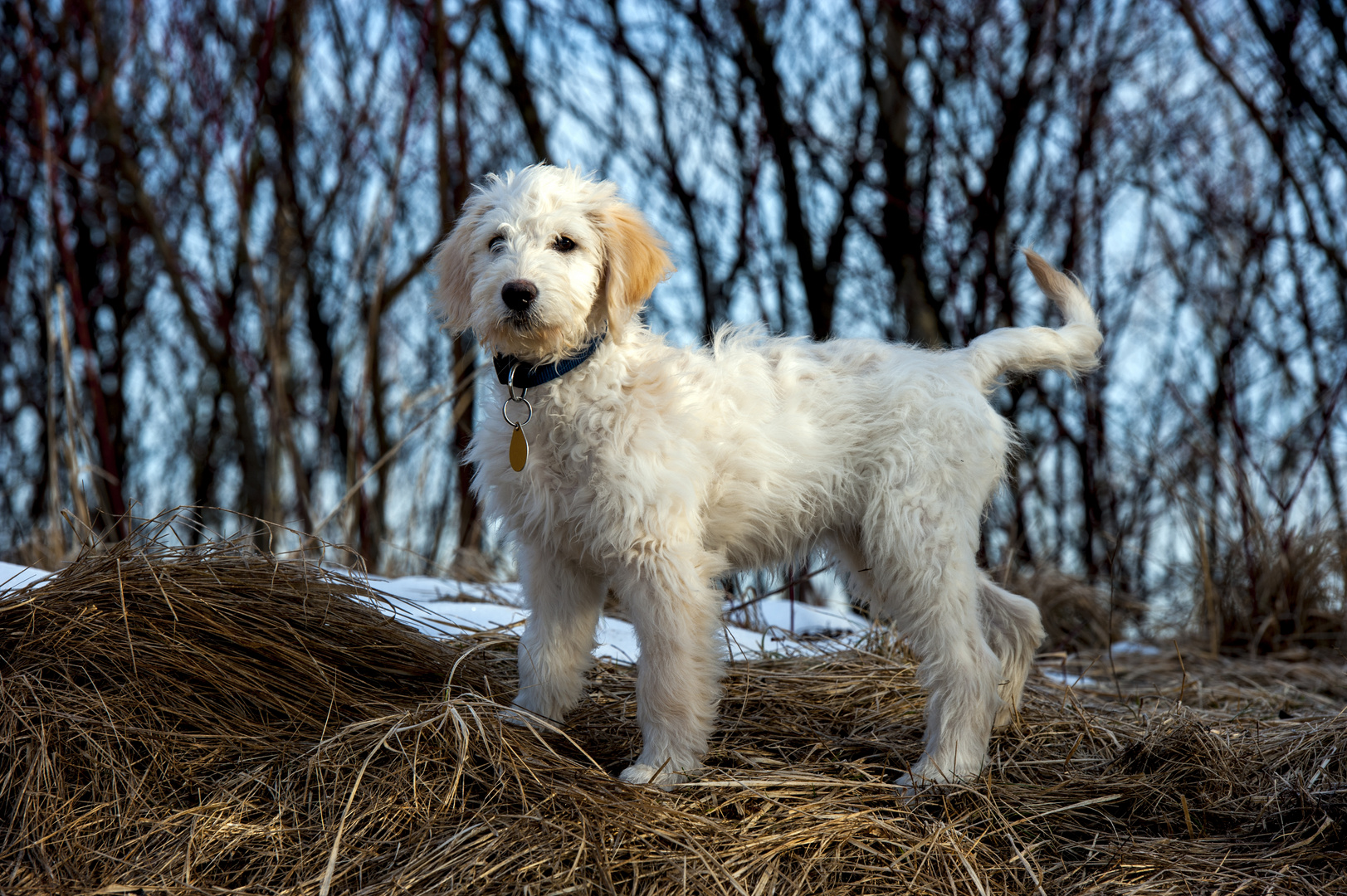 Goldendoodle Franzi 1