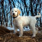 Goldendoodle Franzi 1