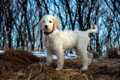 Goldendoodle Franzi 1