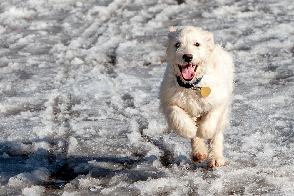 Goldendoodle Franzi 2