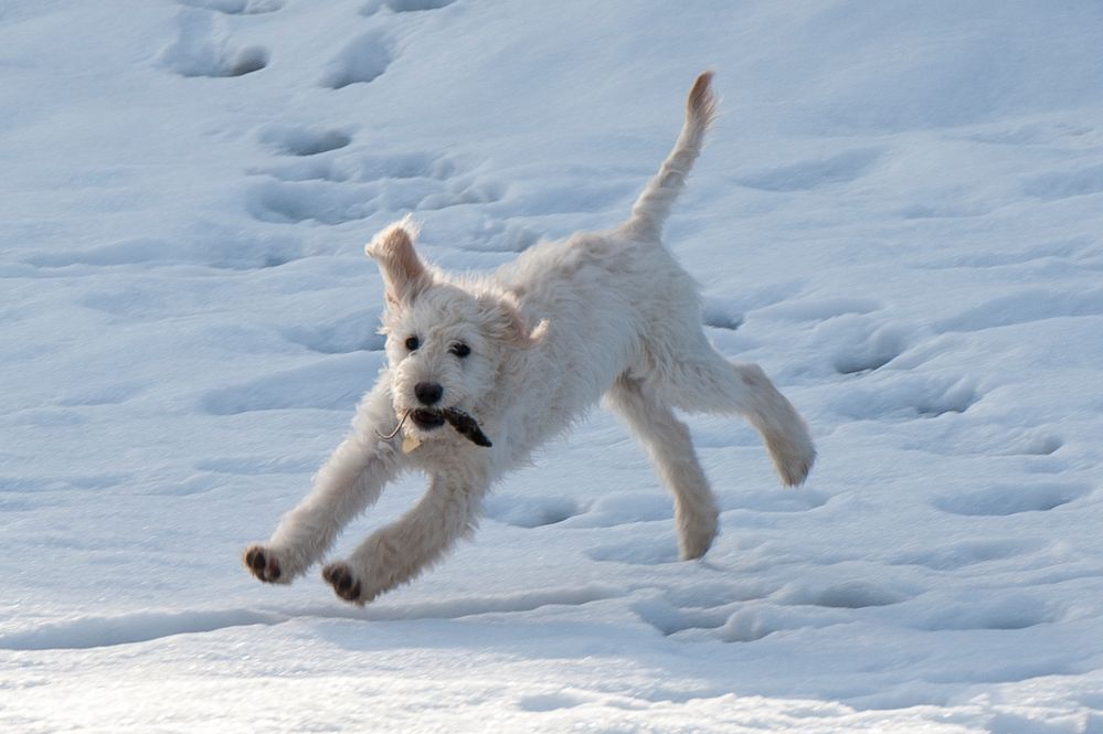 Goldendoodle Franzi 3 (with mouse)