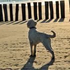 Goldendoodle in Breskens