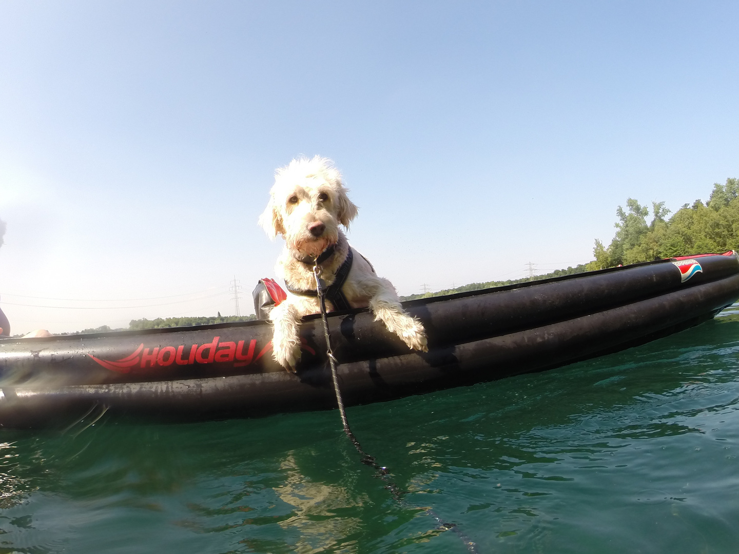 Goldendoodle is watching you...