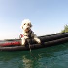 Goldendoodle is watching you...