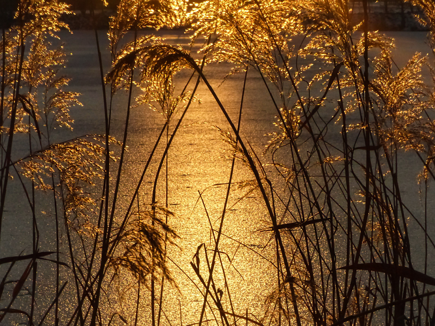 Goldene Abendsonne