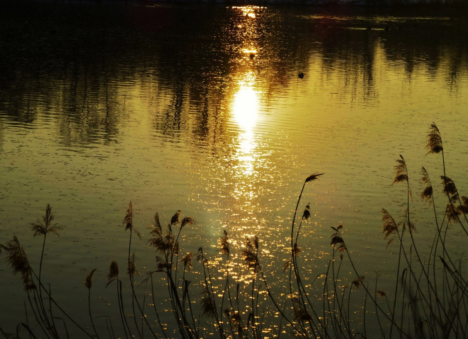 * goldene Abendsonne *