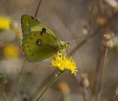 goldene acht