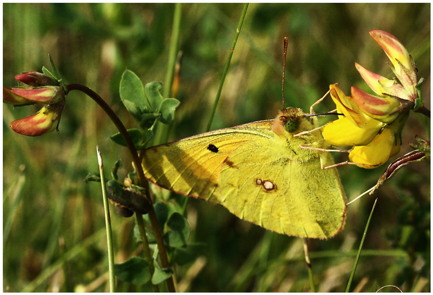 Goldene Acht ....