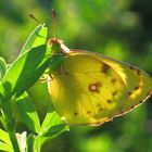 Goldene Acht 2007 + die Rückkehr der Silberbüchse