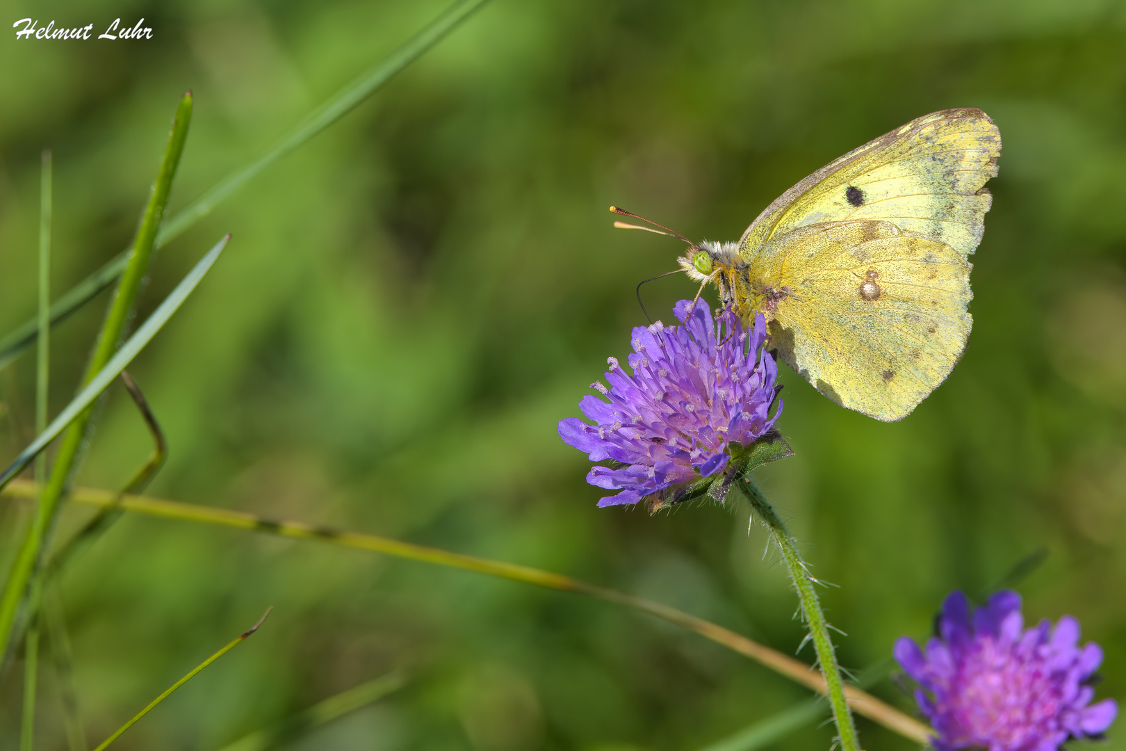 Goldene Acht . . .