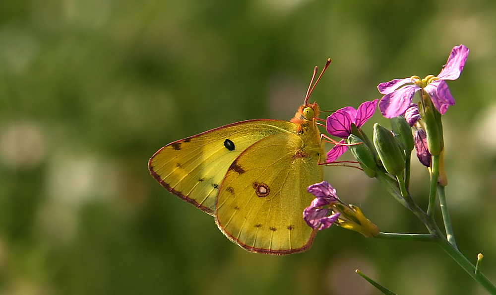 Goldene Acht