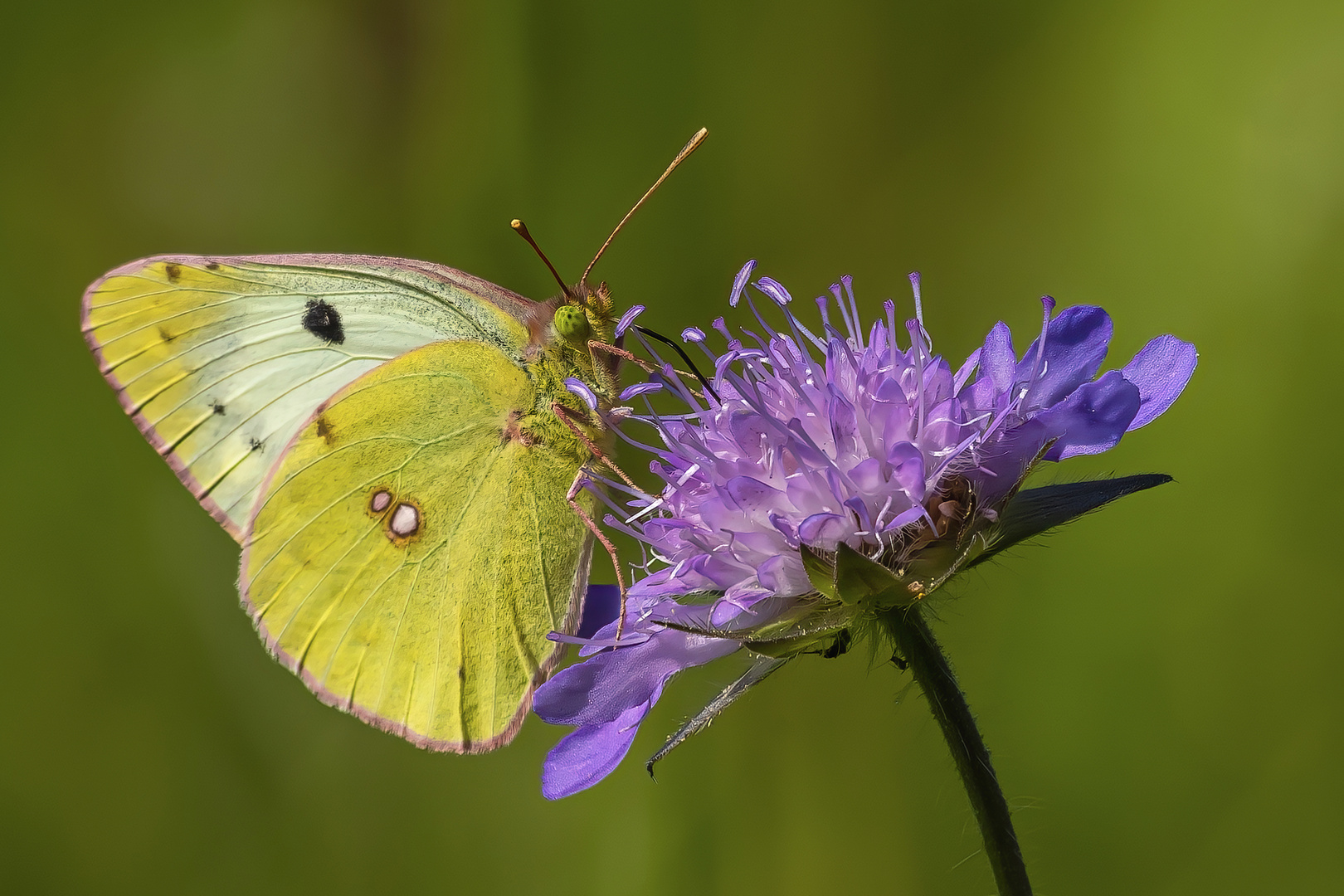 Goldene Acht