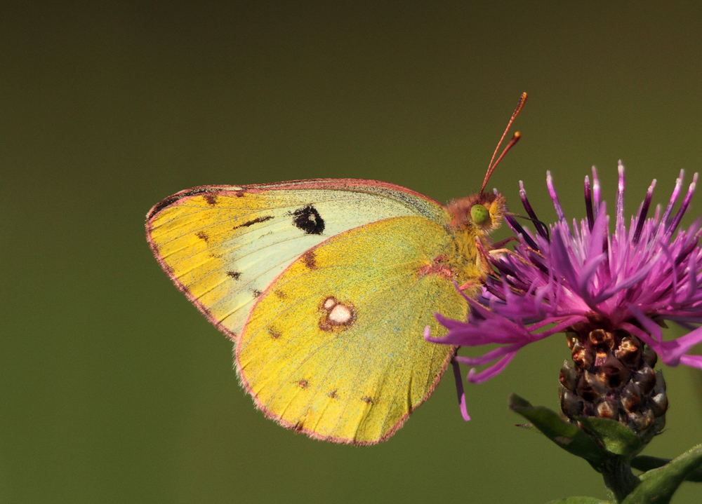 Goldene Acht