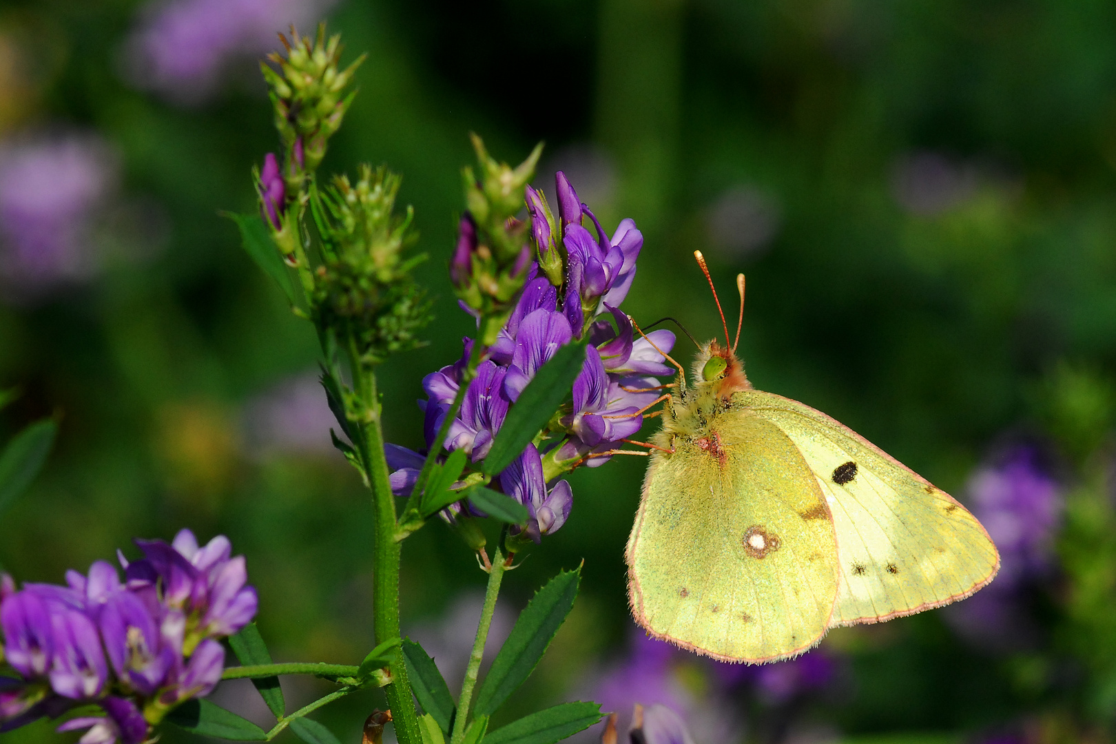 Goldene Acht