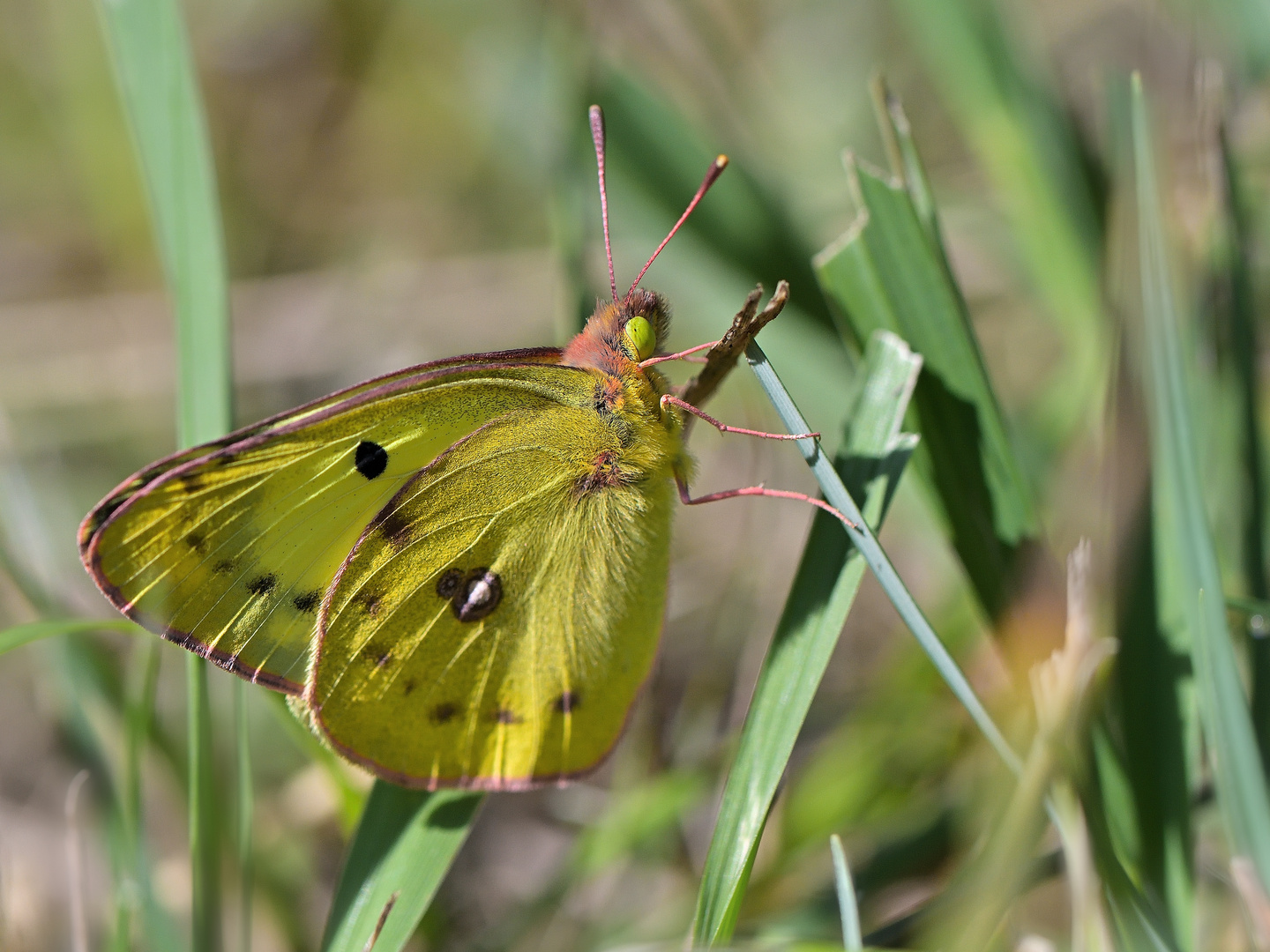 Goldene Acht 