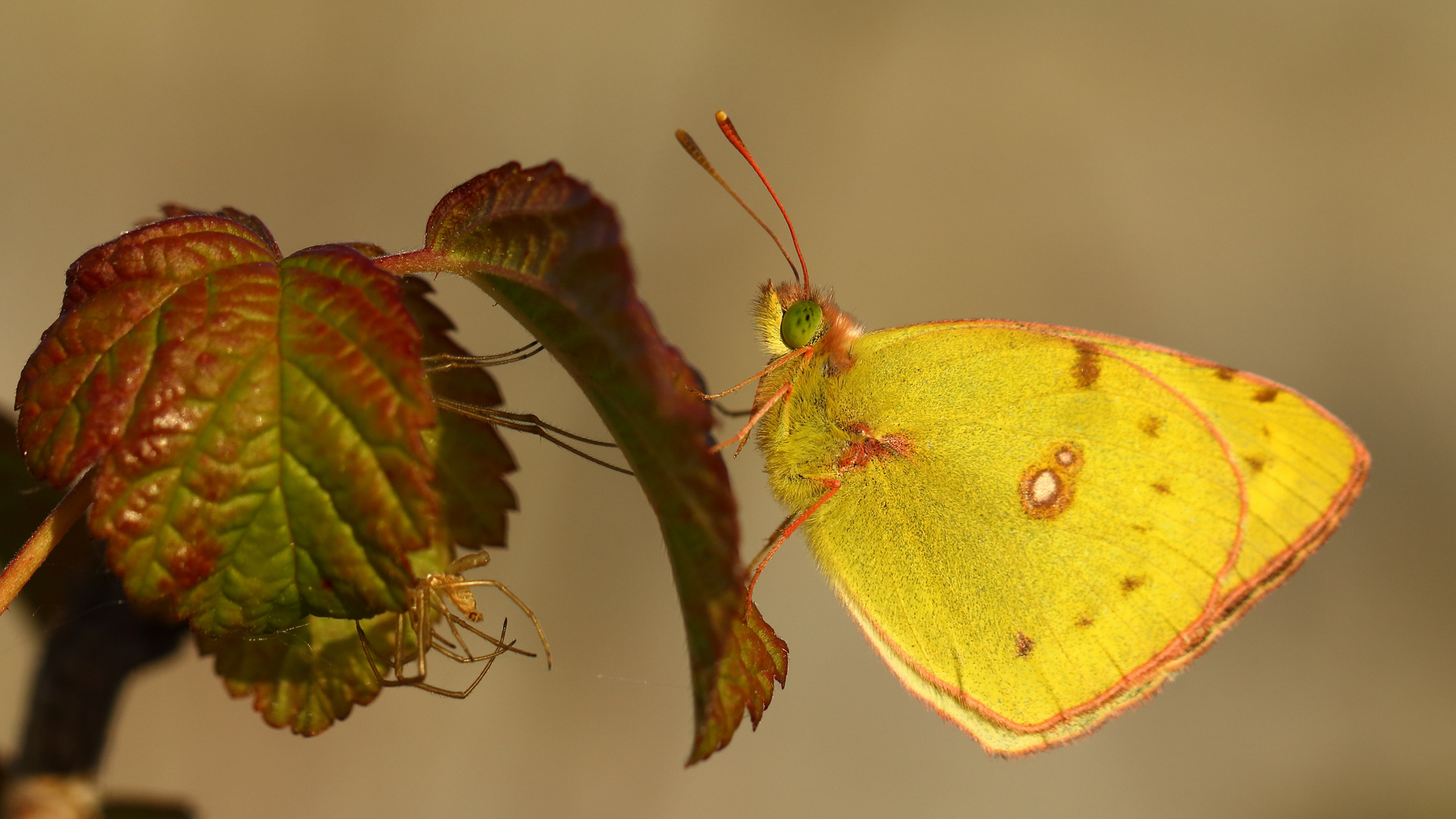 Goldene Acht