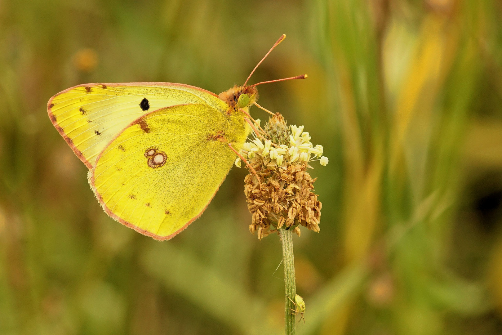 Goldene Acht