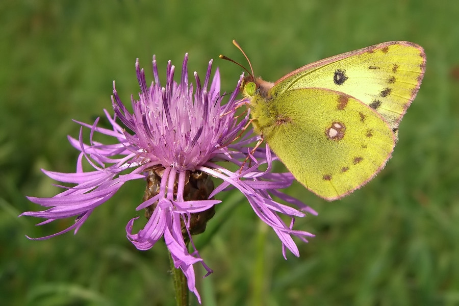 Goldene Acht