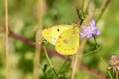 Goldene Acht an Wiesenwitwe ...