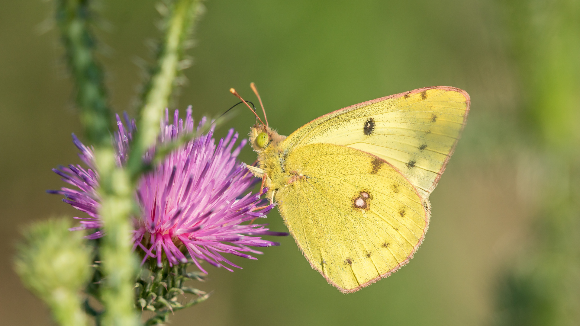 Goldene Acht auf Distelblüte