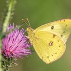 Goldene Acht auf Distelblüte