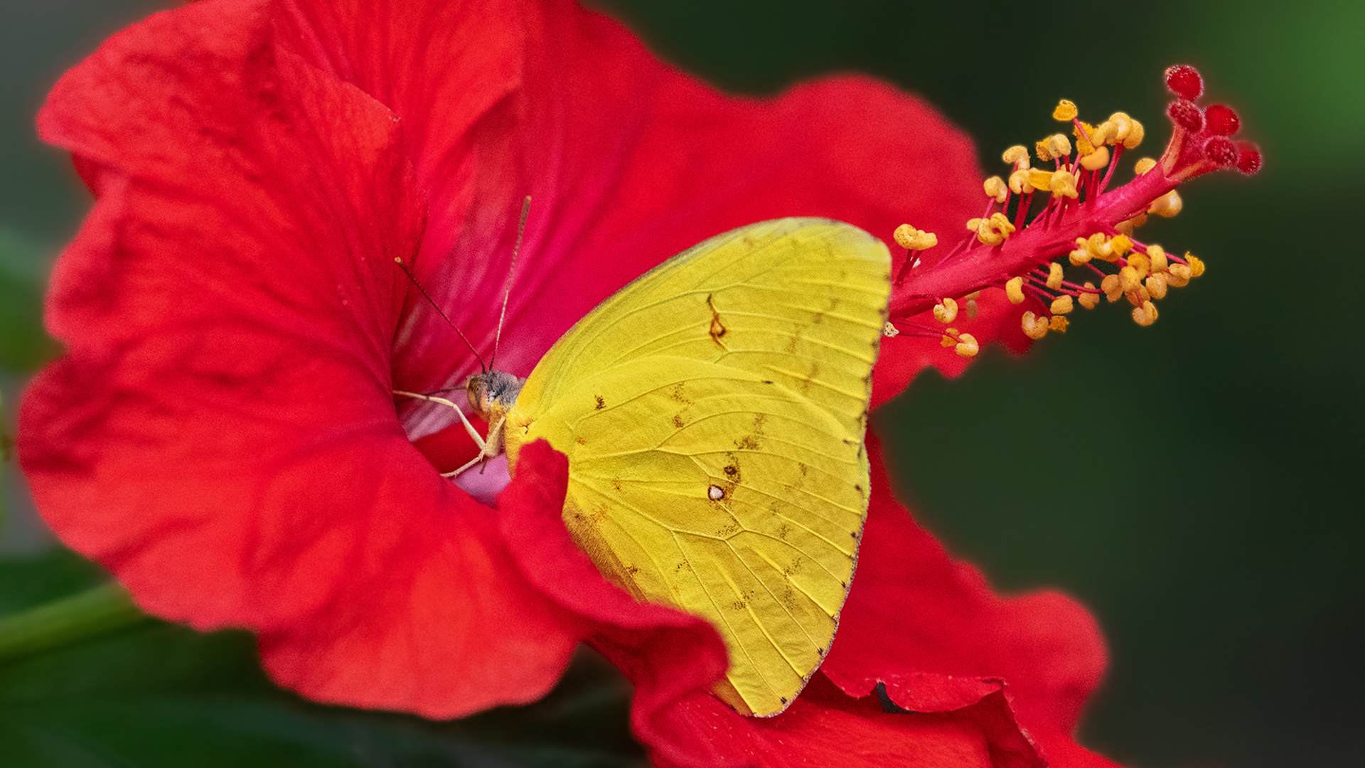 Goldene Acht auf in Hibiskus 001