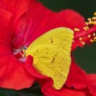 Goldene Acht auf in Hibiskus 001