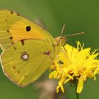 Goldene Acht auf Löwenzahn