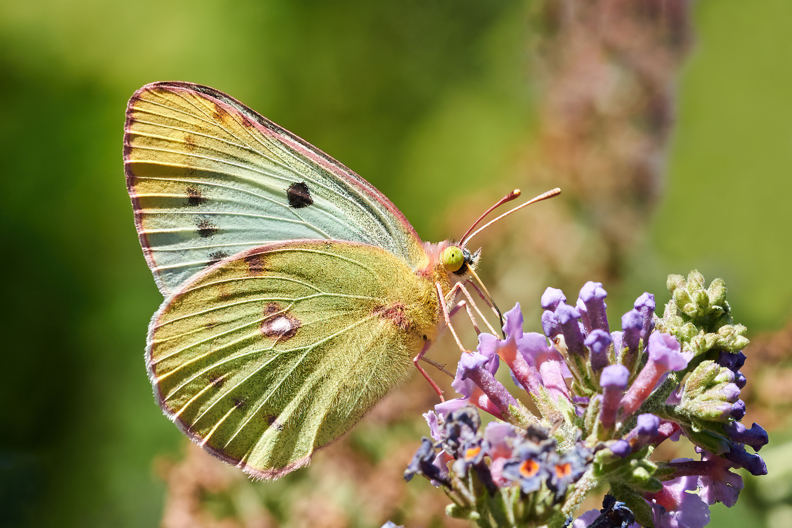 Goldene Acht auf Sommerflieder