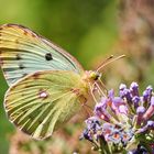 Goldene Acht auf Sommerflieder