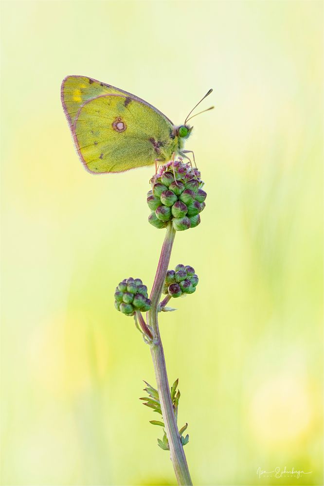 Goldene Acht auf Wiesenknopf