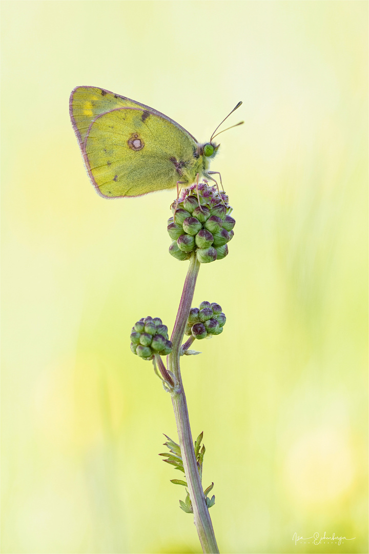 Goldene Acht auf Wiesenknopf