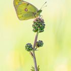 Goldene Acht auf Wiesenknopf